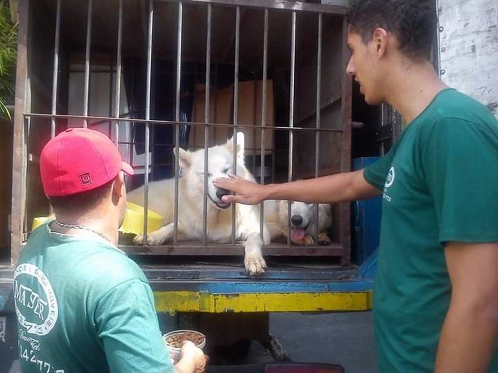 profissionais colocando cachorro na mudança