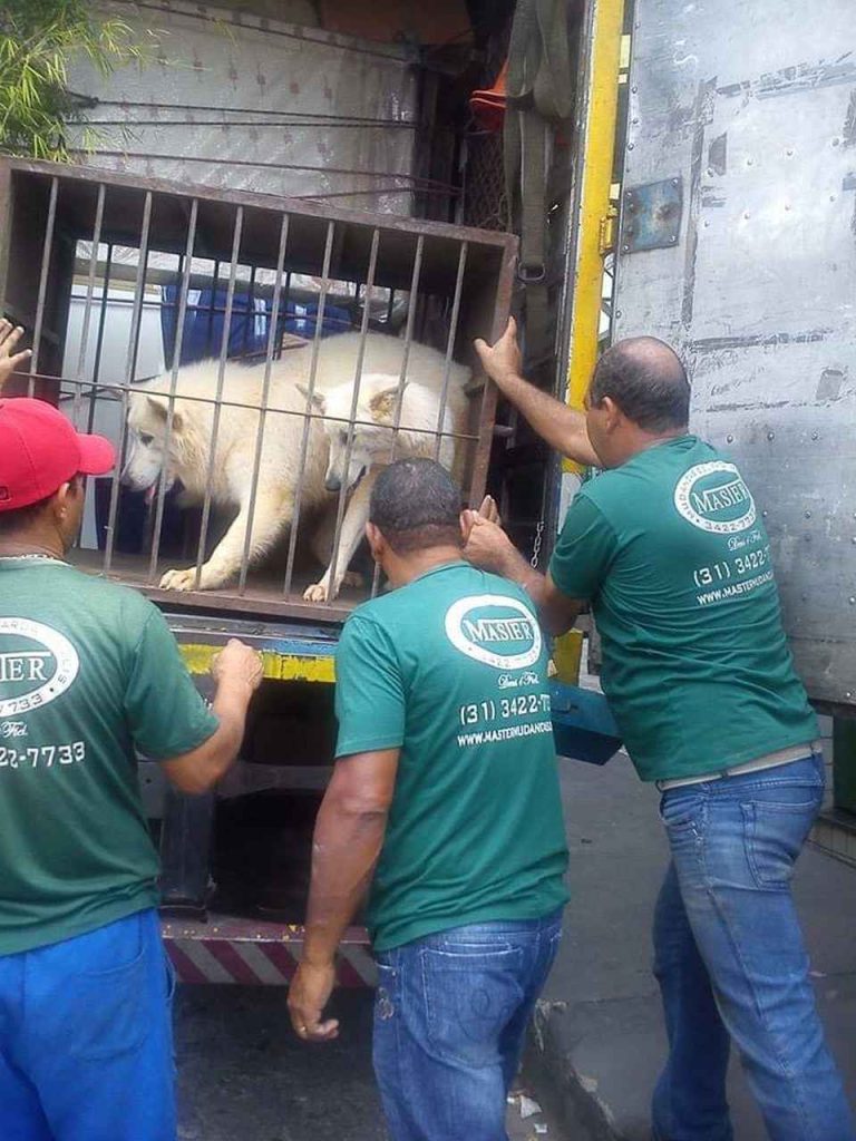 profissionais colocando cachorro na mudança